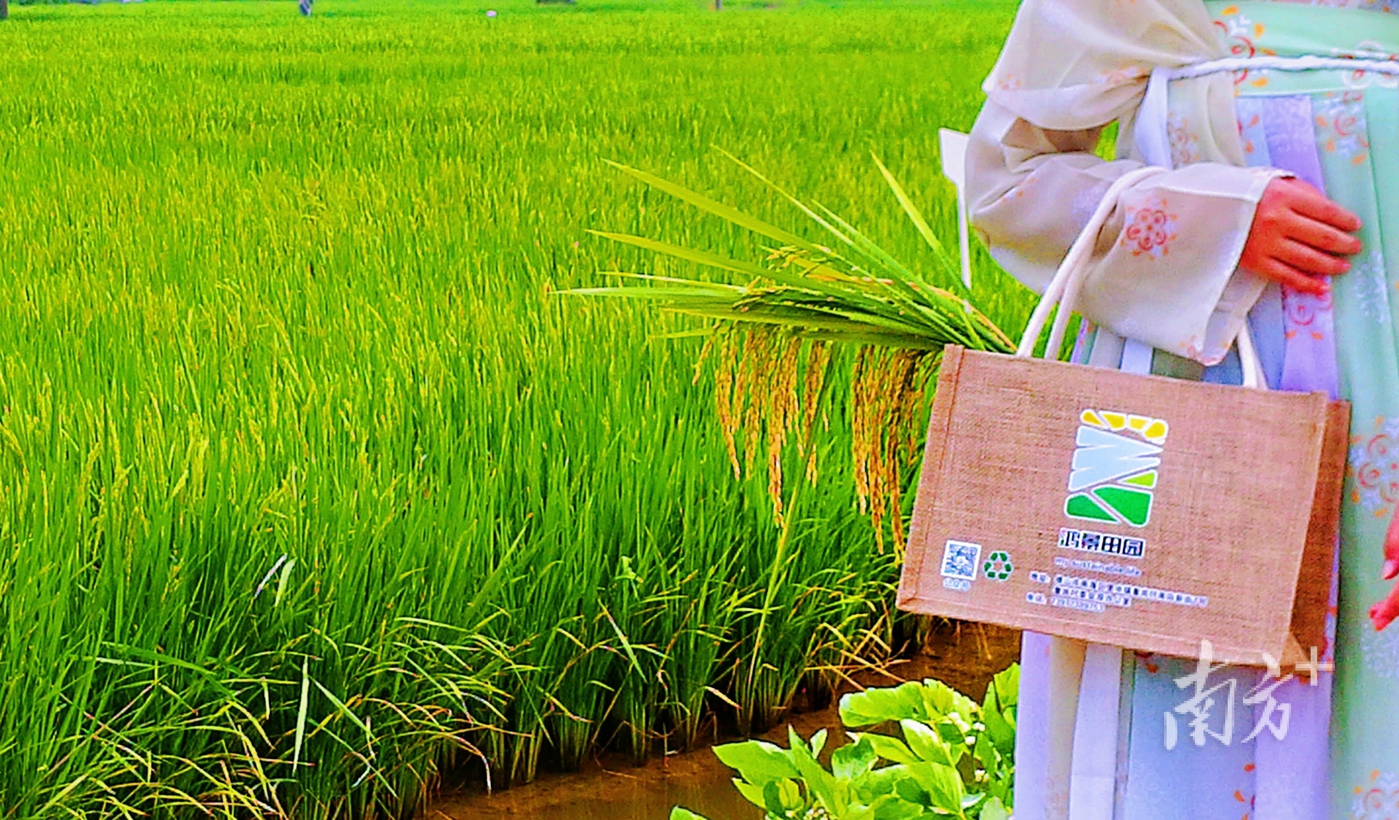 鸿景农业瞄准种业发力。受访者供图