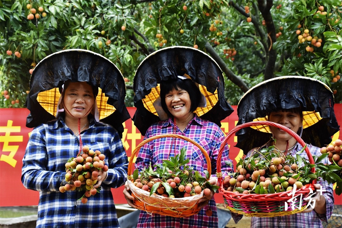逢六月果熟时，厚街荔枝专业合作社都会举办一场荔枝节。厚街宣供图