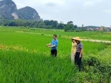 曲江枫湾镇石峰村：出实招壮大村集体经济