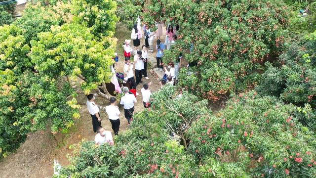雷嶺荔園中采購商,、游客絡(luò)繹不絕。