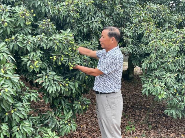 原雷嶺鎮(zhèn)荔枝協(xié)會會長張海元