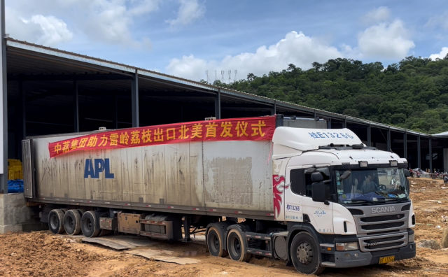 作為多年合作出口商,，中荔集團每年都會采收雷嶺荔枝出口,。