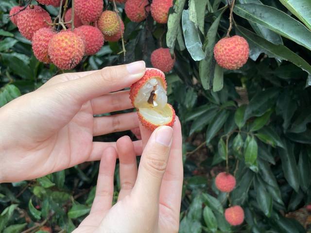 桂味荔枝的核很小