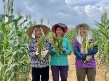 2000亩甜玉米迎丰收，助力农民过上“甜日子”