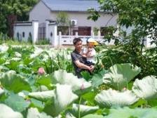 端稳绿水青山“金饭碗”，农村人居环境如何重塑？|浙江“千万工程”调研行①