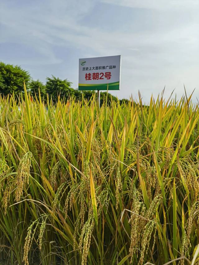 桂朝2号