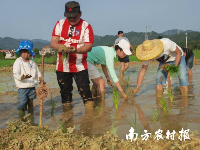 插秧研学活动