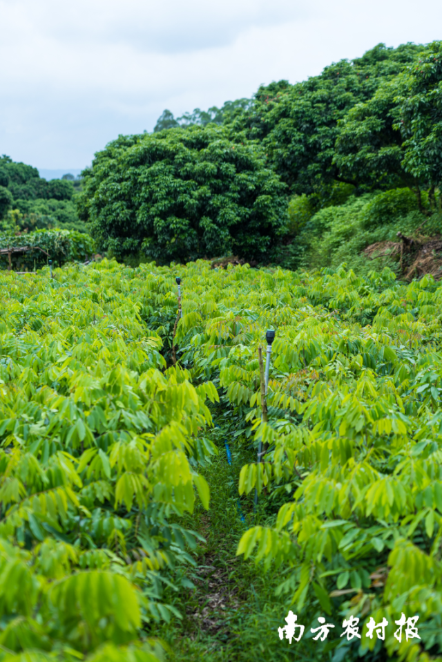 “脆蜜”种苗