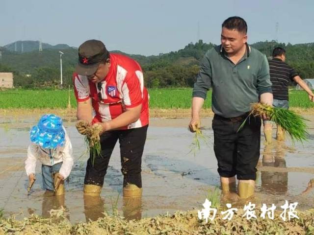 骆志华在田间插秧（右一）