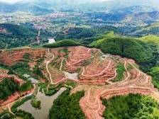 石扇镇突出农业类专业镇定位，培育产业“繁花”|竞跑百千万·梅县镇能量⑤