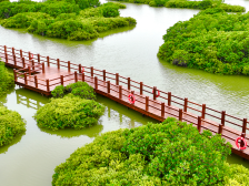 湛江金牛岛红树林片区：让“国宝”红树林更绿更美