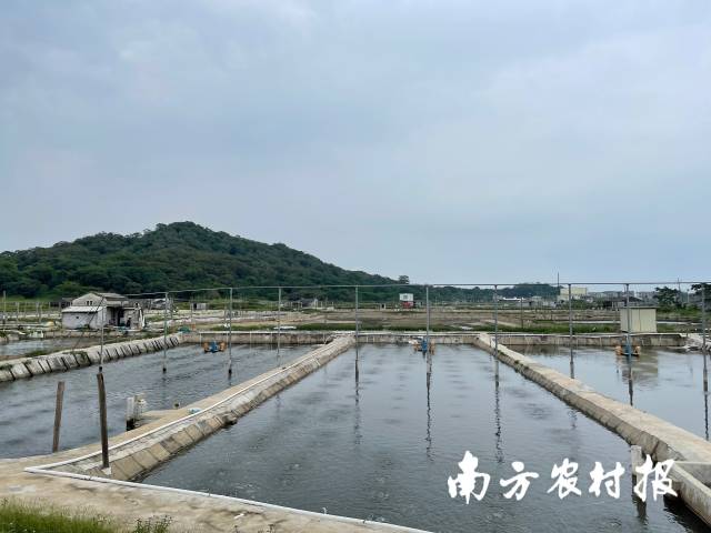 饒平當?shù)氐奈r苗標粗場,。