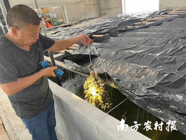 蠔育苗場,，蠔苗是海山鎮(zhèn)的優(yōu)勢產業(yè),。