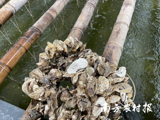 培育階段的蠔苗，附著在蠔殼上生長,。