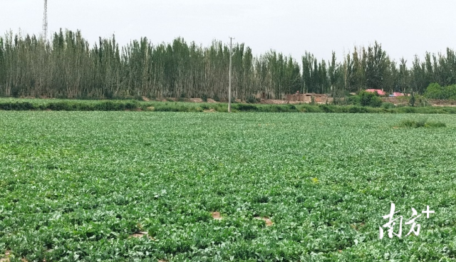 通讯员 白云山 供图