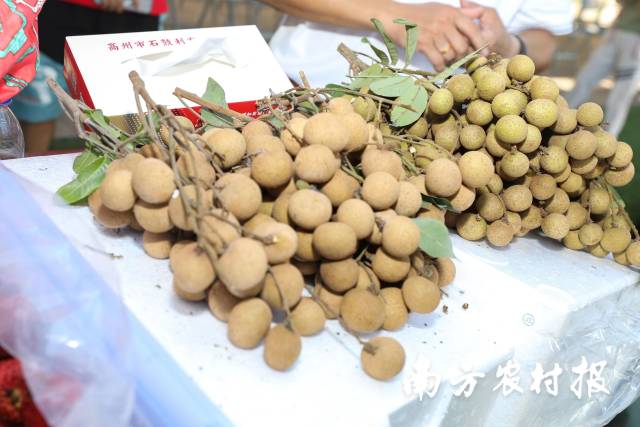 广东龙眼接“荔”上市。