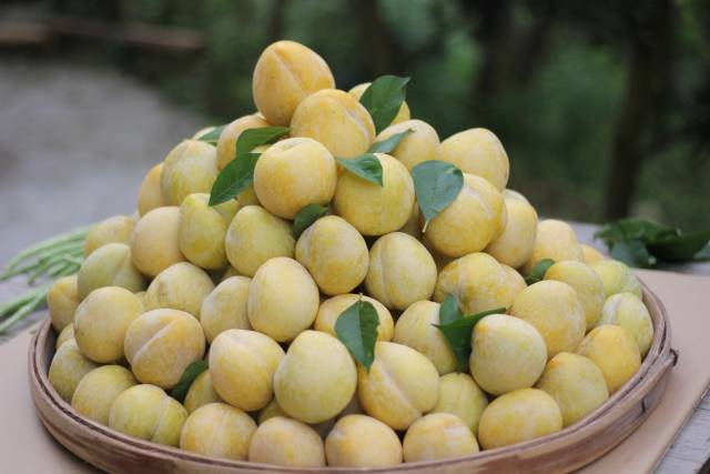 乐昌黄金柰李。