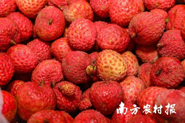 采摘10余天的高州荔枝，经田头智慧小站预冷保鲜后，新鲜如初。