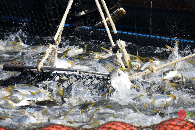 广东遂溪金鲳鱼 