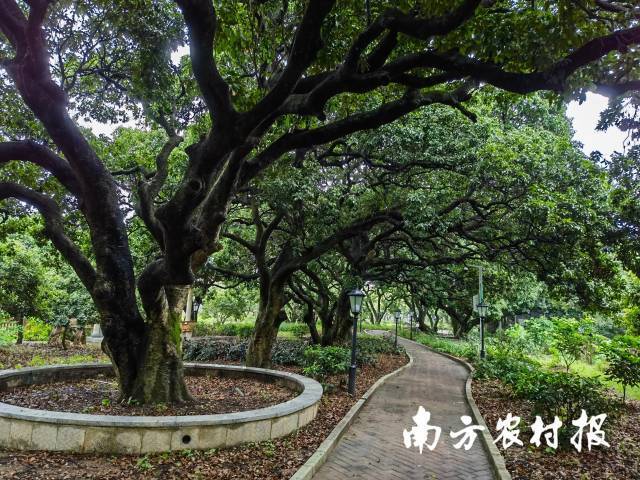 鎮(zhèn)隆鎮(zhèn)黃竹瀝村的一片古荔枝林,，其中600年以上樹齡的有13株。