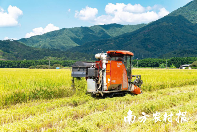 嘟嘟嘟，自動收割機(jī)所過之處,，稻谷脫穗,、禾稈委地