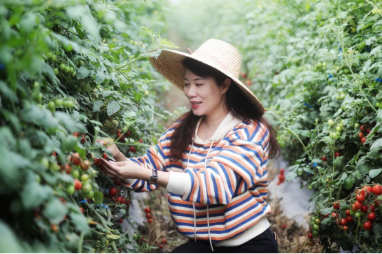 从耙田、播种、施肥、杀虫、收割到销售，每一生产环节林家如都亲力亲为。（受访者供图）