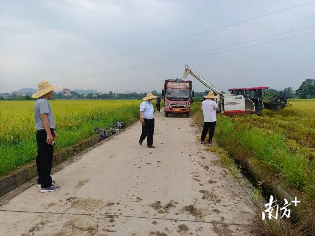 台风“泰利”登陆广东前，茂名市电白区沙琅镇皇桐家庭农场负责人吴狄洪正为当地种粮大户抢收早稻。