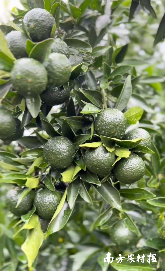 雨后的新会柑树。