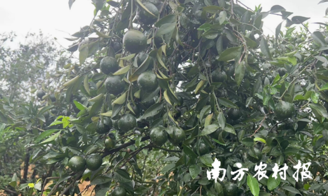 台风“泰利”过后雨不停，新会柑管护要做好这些！
