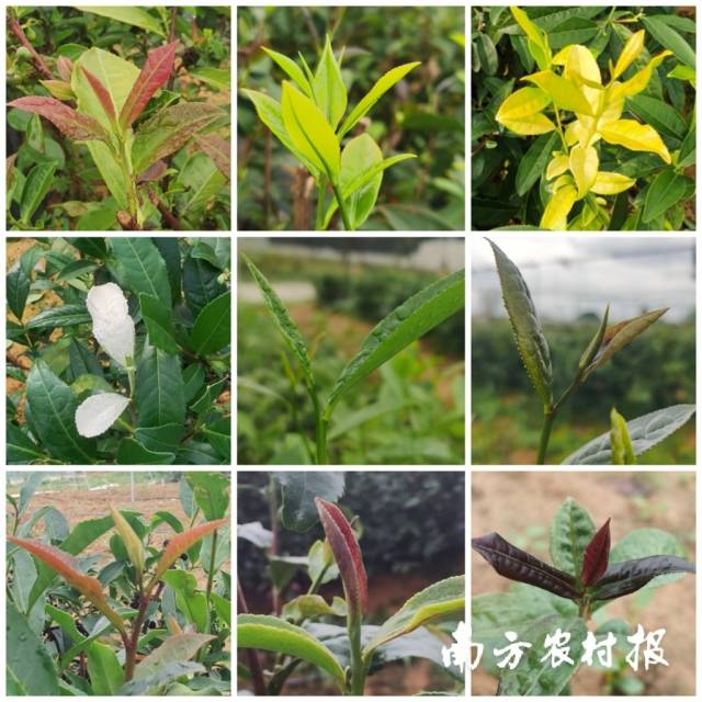 调查中收集的不同芽叶色泽的茶树资源