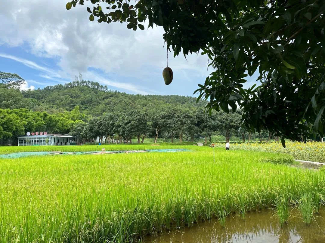 南桥村一景。易承乐 摄 南桥村一景。易承乐 摄