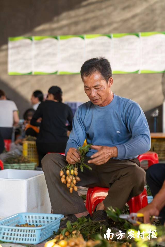 果农手工剪枝分拣