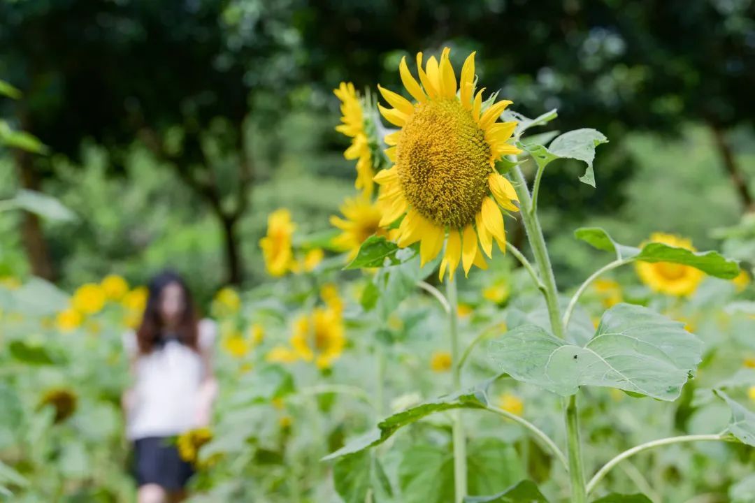 茶场颜值在线。易承乐 摄 茶场颜值在线。易承乐 摄