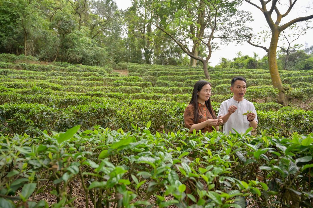茶场环境。易承乐 摄 茶场环境。易承乐 摄
