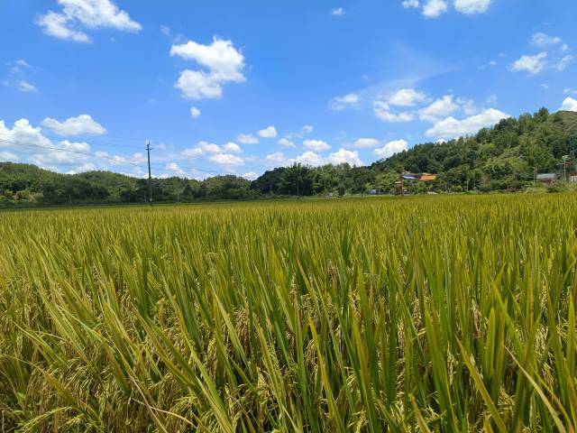 興寧大坪鎮(zhèn)潭坑村稻田