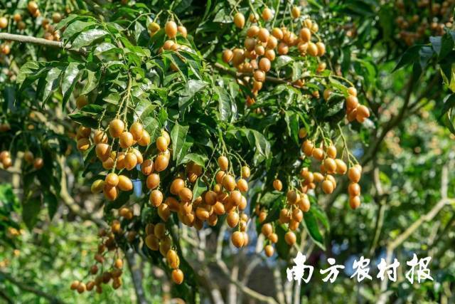 郁南無核黃皮
