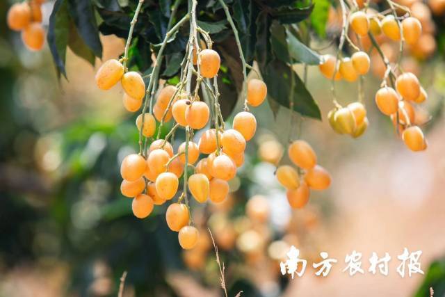 郁南無核黃皮