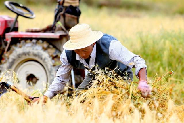 盒马村让日喀则江孜县的青稞跨越山海，研发的多种青稞产品成为盒马爆款。