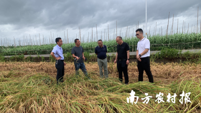 农技“轻骑兵”指导水稻救灾工作。