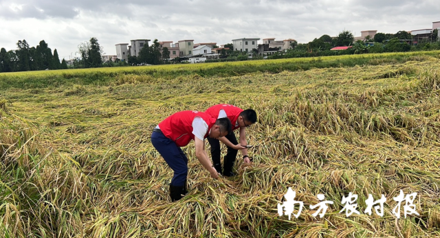 台风登陆过后，保险公司迅速反应，阳光农险广州中支总经理带队奔赴受灾现场进行查勘定损。