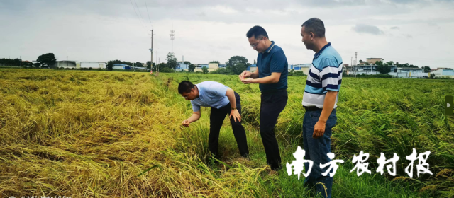 南沙区农业农村局相关负责人前往各涉粮镇街，了解水稻收割及烘干情况。
