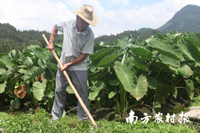 香芋种植是融水村民增收致富好路子