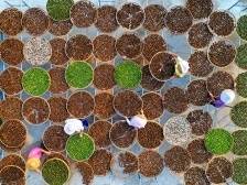 江门：百亿陈皮 同“柑”共富