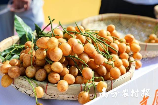 郁南無核黃皮。干園栽植的兩棵無核黃皮樹，是云浮市郁南縣無核黃皮產(chǎn)業(yè)的源頭