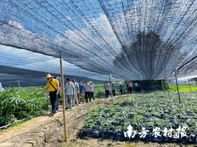 村里种起了魔芋，村民日子越过越好 