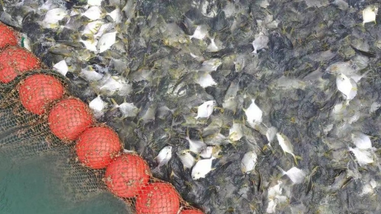 “魚”與你相約美麗山城,！廣東金鯧魚進(jìn)重慶推介即將啟動