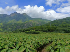 大学生“百千万工程”突击队助力阳陂香芋产业融合发展