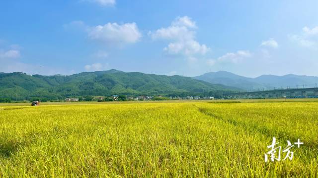 7月下旬，马坝油粘米迎来丰收，阵阵稻香扑鼻而来。