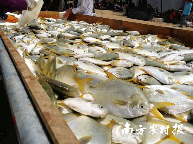   金鯧魚