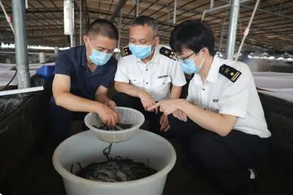 近日，广东佛山南海区一批2400尾种用活河鳗苗顺利抵达韩国  